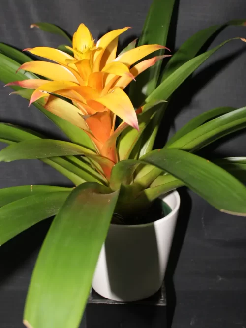 Seasonal indoor plant in Ceramic container