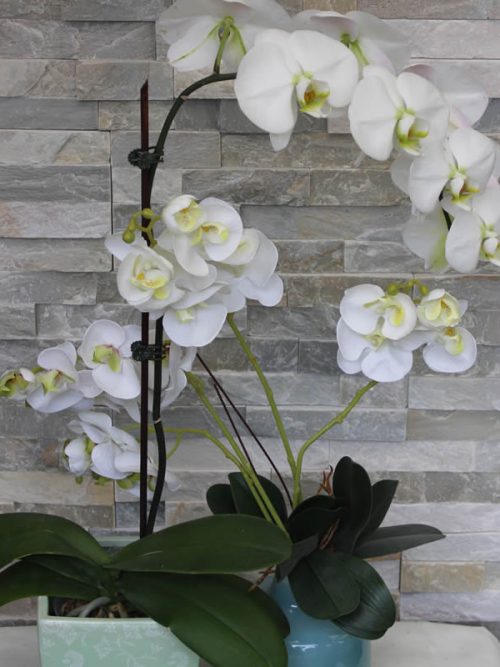 Phelanopsis (Orchid) in ceramic container